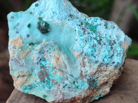 Natural Drusy Coated Chrysocolla with Malachite On Dolomite Specimens x 6 From Lupoto, Congo