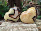 Polished Large Septerye Hearts x 6 From Mahajanga, Madagascar