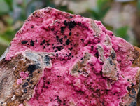 Natural Salrose Cobaltion Dolomite Specimens x 5 From Kakanda, Congo