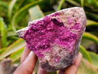 Natural Salrose Cobaltion Dolomite Specimens x 5 From Kakanda, Congo