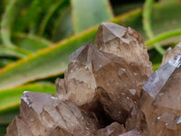 Natural Cascading Smokey Citrine Quartz Cluster x 1 From Luena , Congo