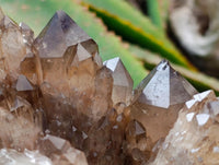 Natural Cascading Smokey Citrine Quartz Cluster x 1 From Luena , Congo