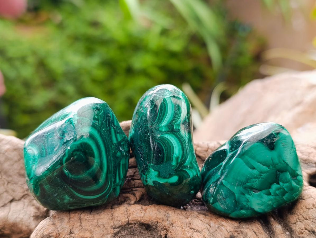 Polished Flower Banded Malachite Free Forms x 20 From Congo - Toprock Gemstones and Minerals 