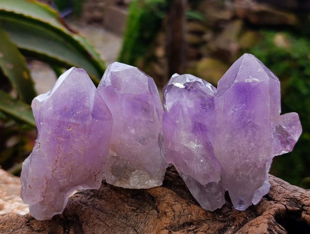 Natural Jacaranda Amethyst Crystals x 24 From Mumbwa, Zambia