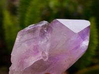 Natural Jacaranda Amethyst Crystals x 24 From Mumbwa, Zambia