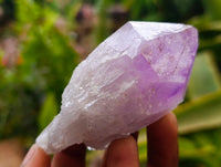 Natural Jacaranda Amethyst Crystals x 24 From Mumbwa, Zambia