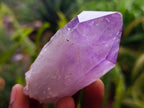 Natural Jacaranda Amethyst Crystals x 24 From Mumbwa, Zambia