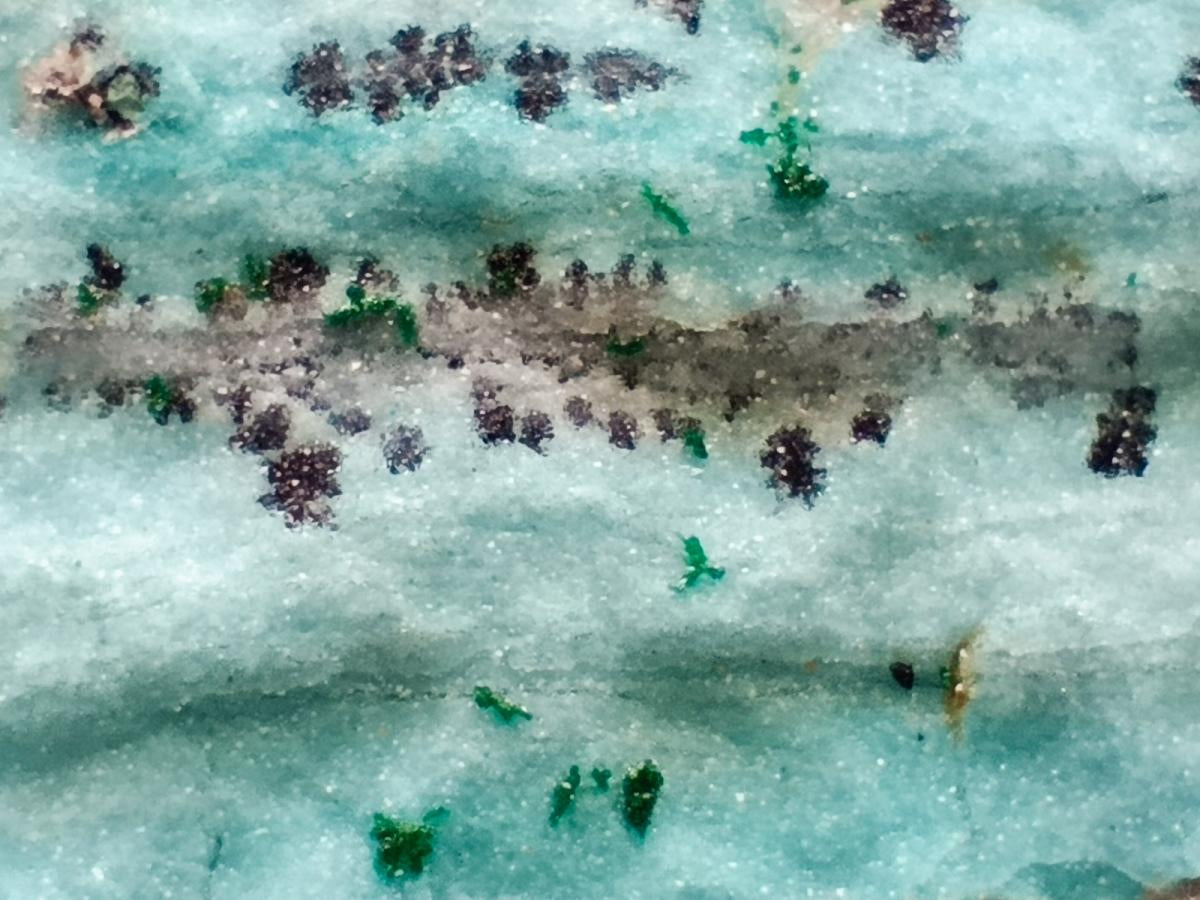 Natural Drusy Coated Chrysocolla On Dolomite Specimens x 4 From Lupoto Mine, Congo - Toprock Gemstones and Minerals 
