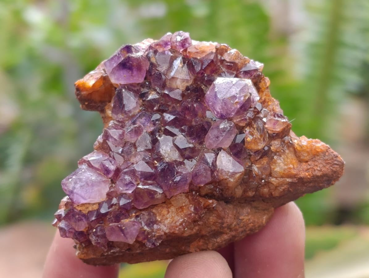 Natural Amethystos Amethyst Clusters x 20 From Kwaggafontein, South Africa