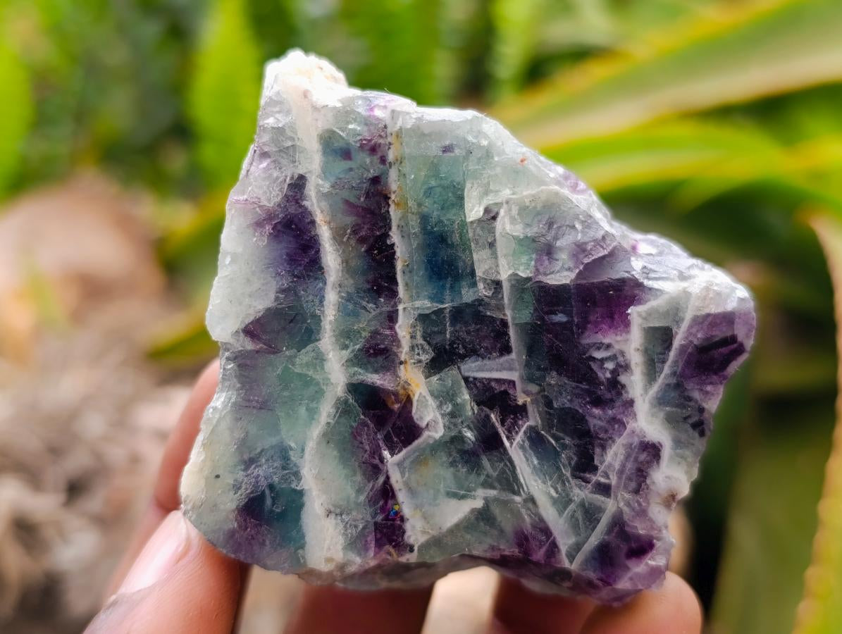 Polished On One Side Watermelon Fluorite Slices x 12 From Uis, Namibia