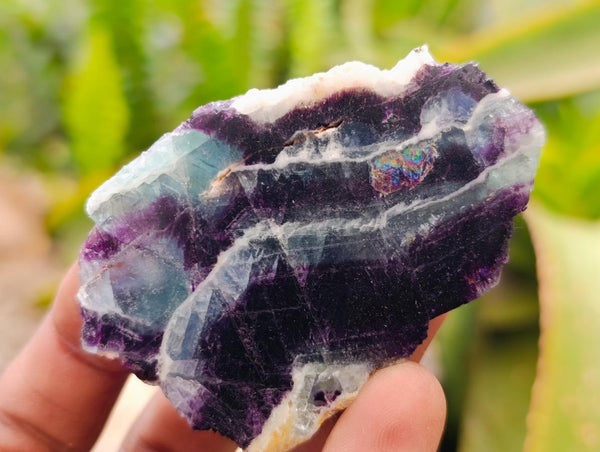 Polished On One Side Watermelon Fluorite Slices x 12 From Uis, Namibia