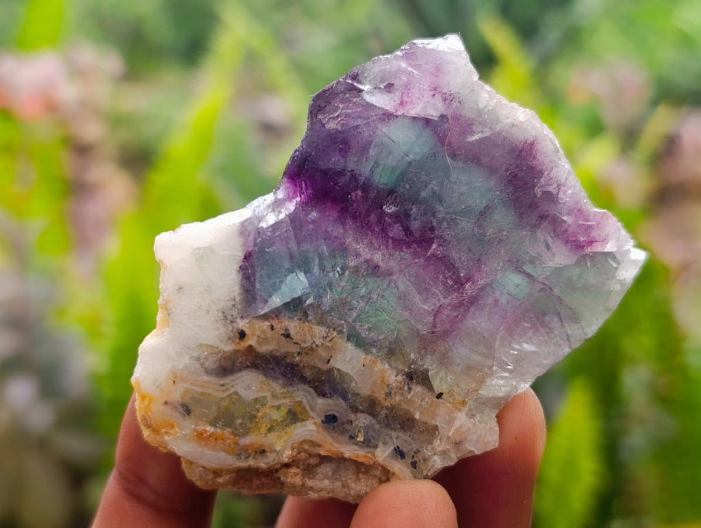 Polished On One Side Watermelon Fluorite Slices x 12 From Uis, Namibia