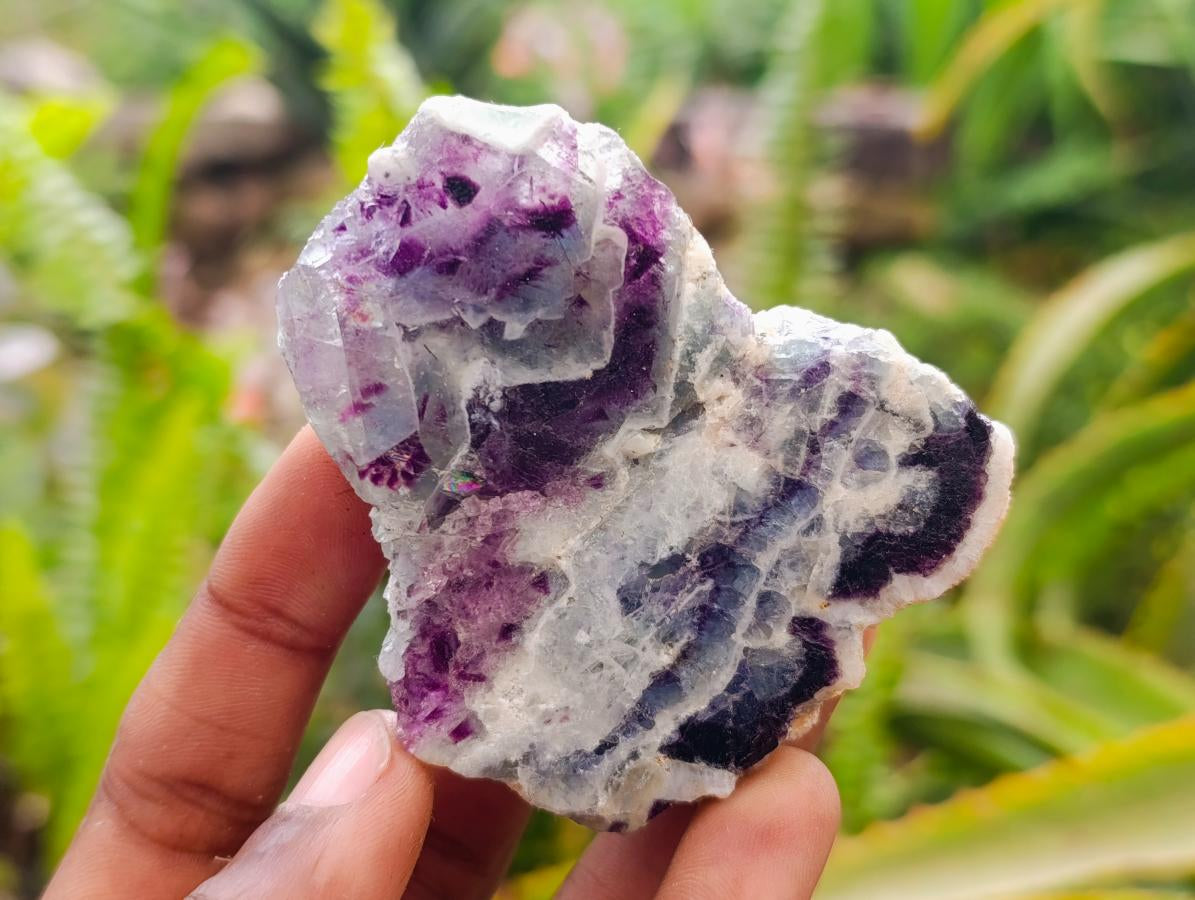 Polished On One Side Watermelon Fluorite Slices x 12 From Uis, Namibia