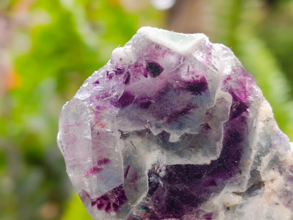 Polished On One Side Watermelon Fluorite Slices x 12 From Uis, Namibia