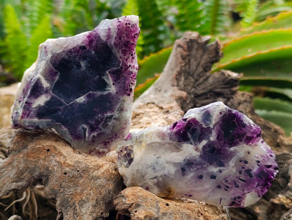 Polished On One Side Watermelon Fluorite Slices x 12 From Uis, Namibia