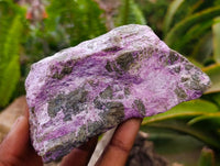 Natural Stichtite Cobbed Specimens x 6 From Barberton, South Africa