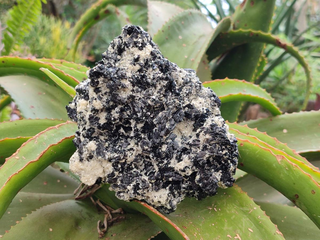 Natural Schorl Black Tourmaline with Mica x 1 From Erongo, Namibia - Toprock Gemstones and Minerals 