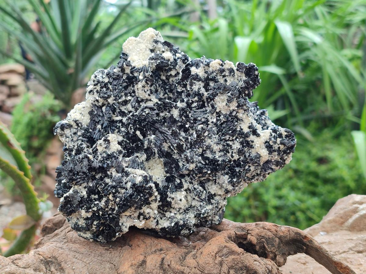Natural Schorl Black Tourmaline with Mica x 1 From Erongo, Namibia - Toprock Gemstones and Minerals 