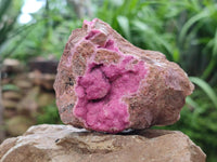 Natural Salrose Cobaltion Dolomite Specimens x 6 From Kakanda, Congo