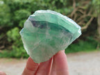 Natural Watermelon Fluorite Cobbed Specimens x 12 From Uis, Namibia
