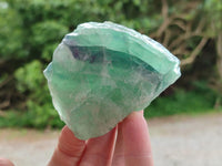 Natural Watermelon Fluorite Cobbed Specimens x 12 From Uis, Namibia