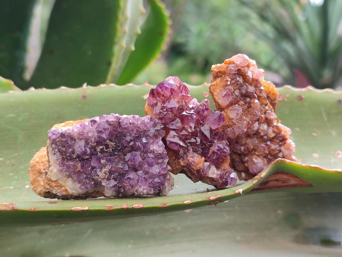 Natural Amethystos Amethyst Clusters x 35 From Kwaggafontein, South Africa