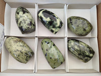 Polished Leopard Stone Standing Free Forms x 6 From Zimbabwe