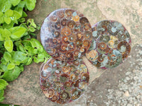 Polished Ammonite Coffee Table Coasters x 4 From Mahajanga, Madagascar