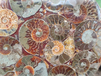 Polished Ammonite Coffee Table Coasters x 4 From Mahajanga, Madagascar
