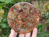 Polished Ammonite Coffee Table Coasters x 4 From Mahajanga, Madagascar
