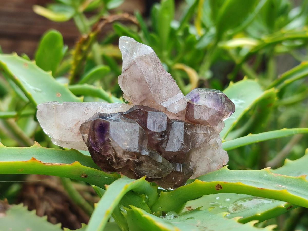 Natural Window Amethyst Crystals x 12 From Chiredzi, Zimbabwe