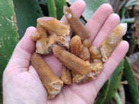 Natural Solar Spirit Quartz Clusters and Crystals x 35 From Boekenhouthoek, South Africa