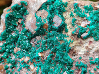 Natural Dioptase On Dolomite Specimen x 1 From Likasi, Congo