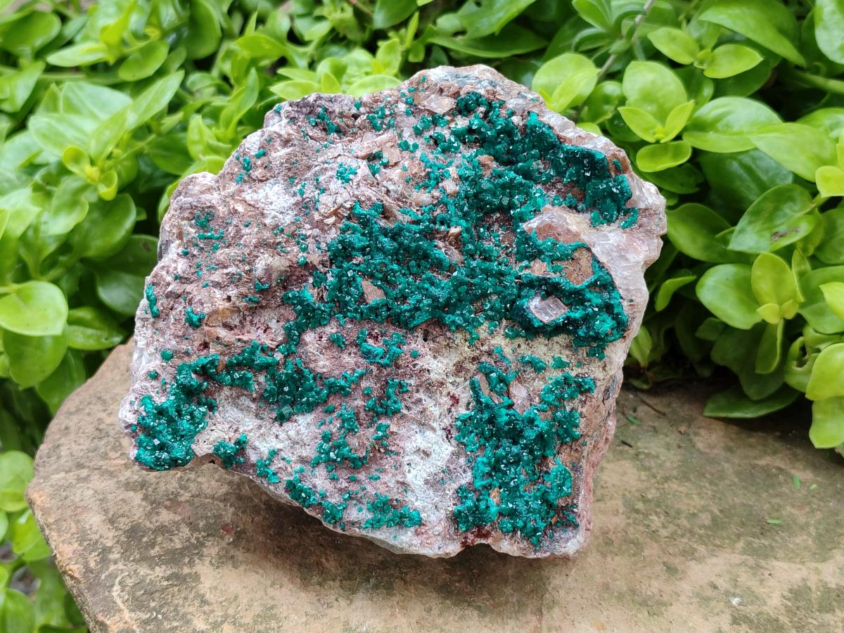 Natural Dioptase On Dolomite Specimen x 1 From Likasi, Congo