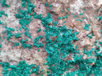 Natural Dioptase On Dolomite Specimen x 1 From Likasi, Congo