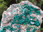 Natural Dioptase On Dolomite Specimen x 1 From Likasi, Congo