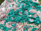 Natural Dioptase On Dolomite Specimen x 1 From Likasi, Congo