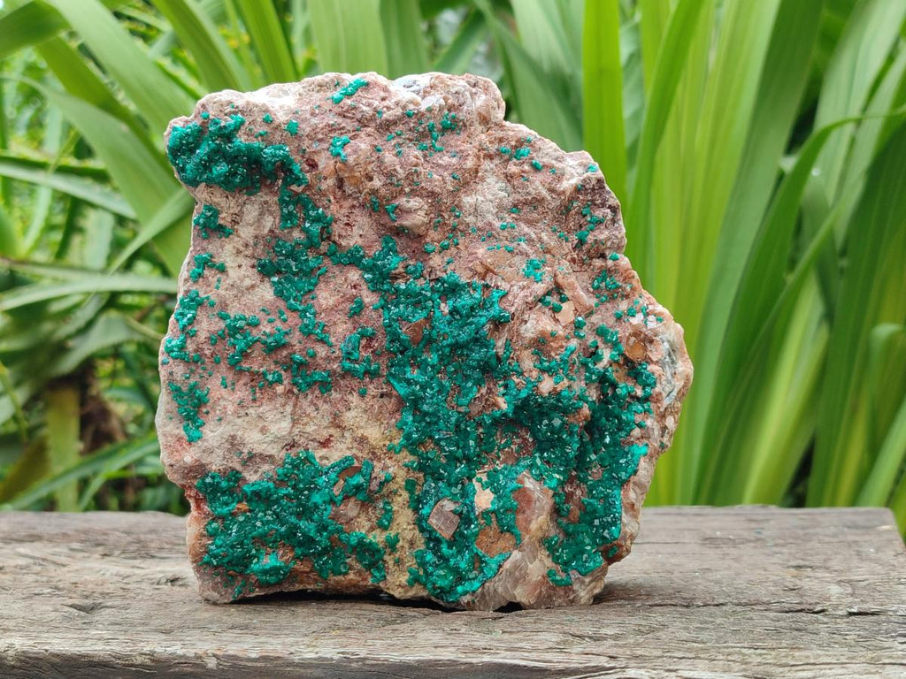 Natural Dioptase On Dolomite Specimen x 1 From Likasi, Congo