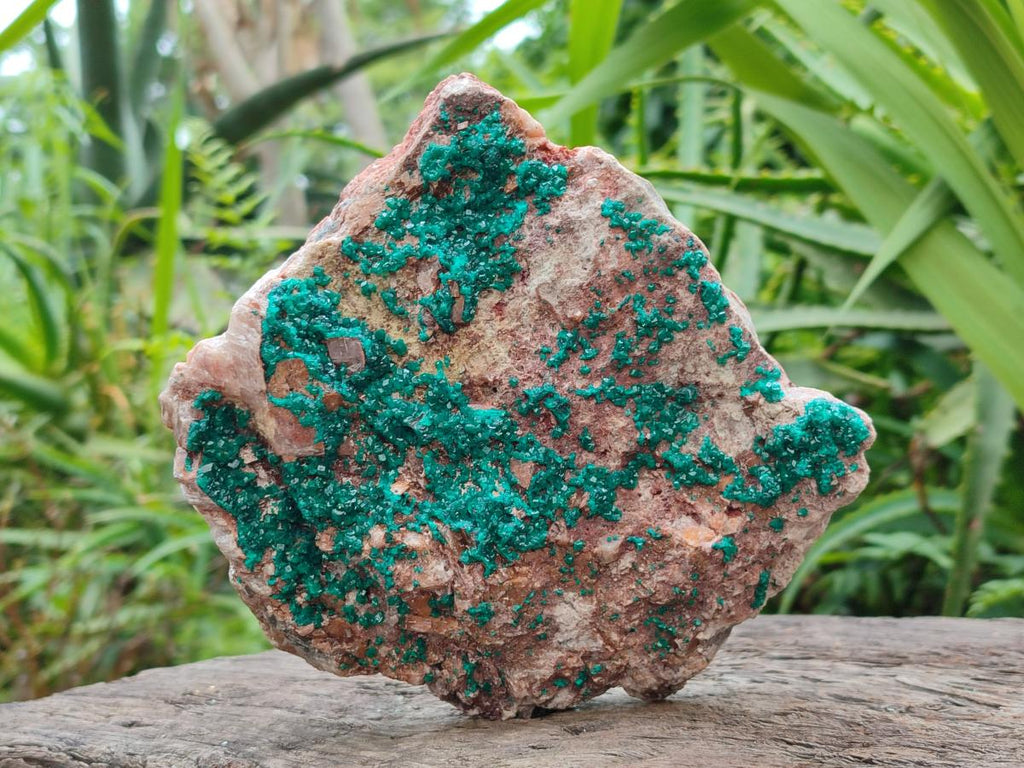 Natural Dioptase On Dolomite Specimen x 1 From Likasi, Congo
