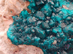 Natural Dioptase On Dolomite Specimen x 1 From Likasi, Congo