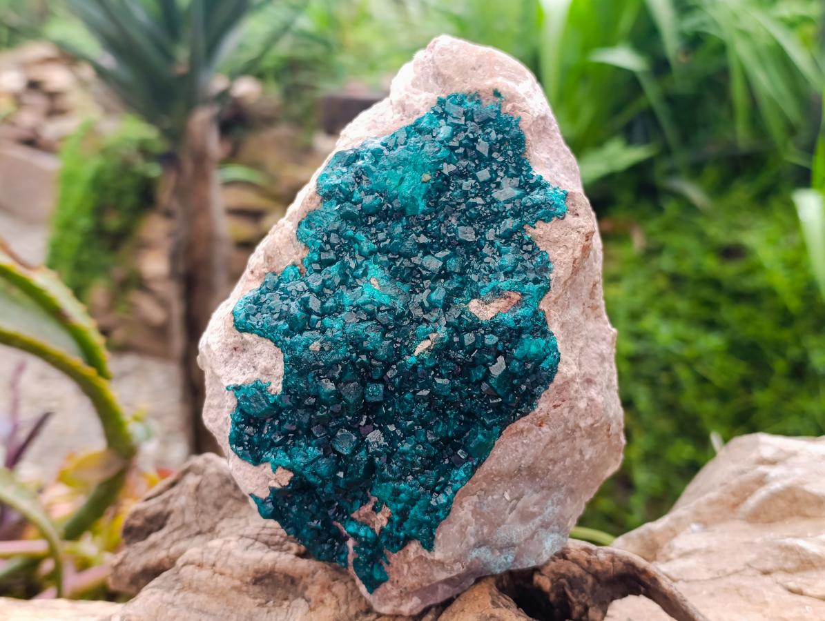 Natural Dioptase On Dolomite Specimen x 1 From Likasi, Congo
