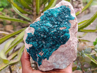 Natural Dioptase On Dolomite Specimen x 1 From Likasi, Congo
