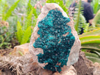 Natural Dioptase On Dolomite Specimen x 1 From Likasi, Congo