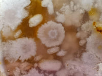 Polished Flower Agate Standing Free Forms x 6 From Antsahalova, Madagascar