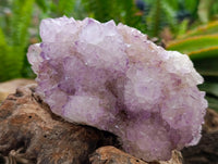 Natural Sunburst Amethyst Spirit Clusters x 3 From Boekenhouthoek, South Africa