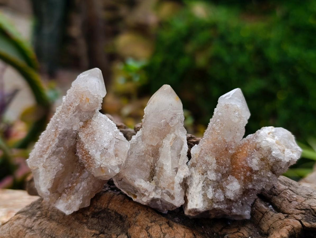 Natural Limonite Fairy Spirit Quartz Crystals x 35 From Boekenhouthoek, South Africa
