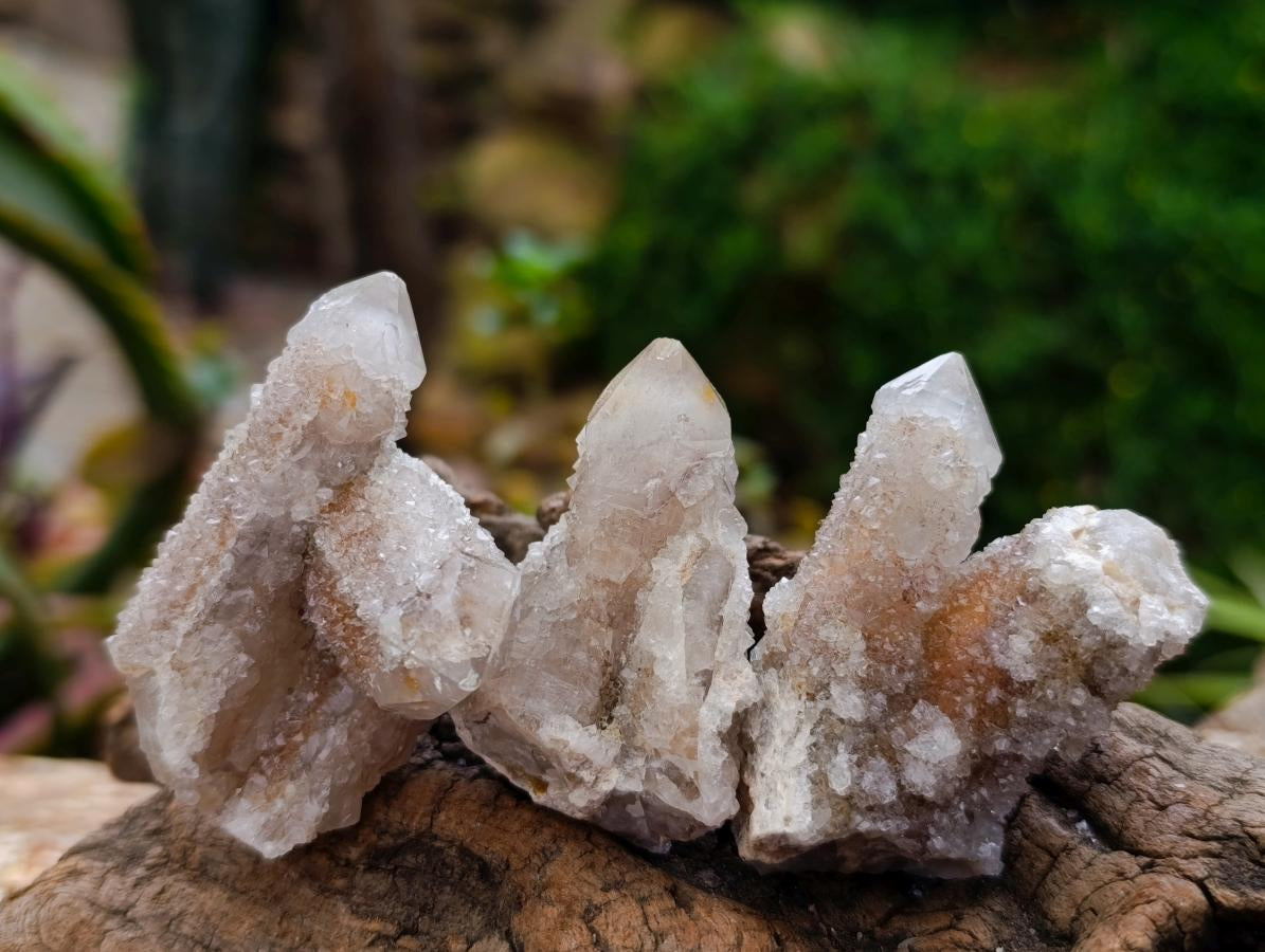 Natural Limonite Fairy Spirit Quartz Crystals x 35 From Boekenhouthoek, South Africa