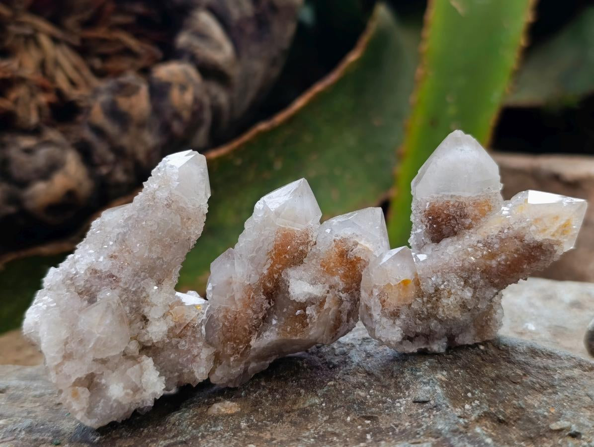 Natural Limonite Fairy Spirit Quartz Crystals x 35 From Boekenhouthoek, South Africa