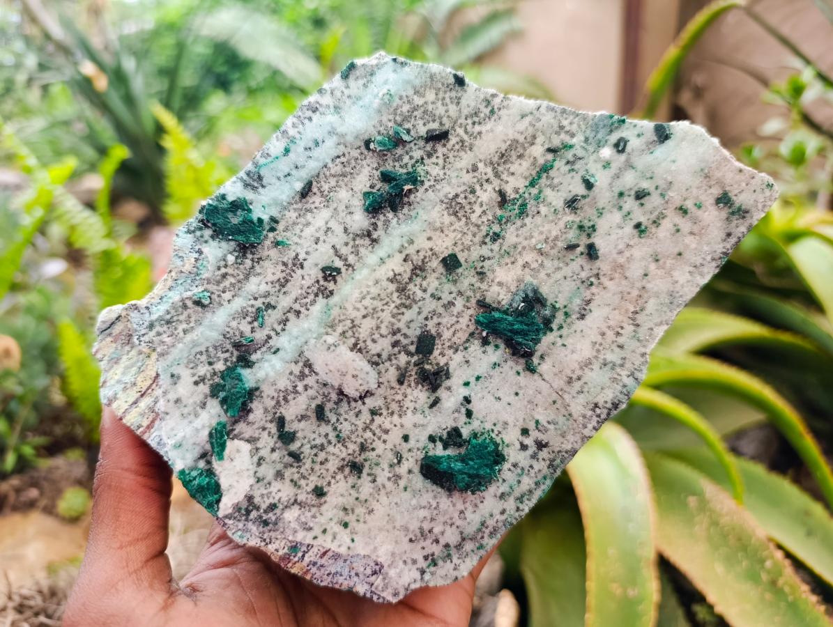 Natural Drusy Coated Chrysocolla On Dolomite Specimens x 2 From Lupoto Mine, Congo
