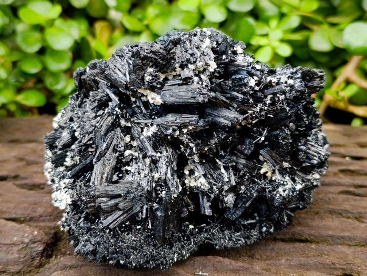 Natural Schorl Black Tourmaline With Vermiculite x 1 From Erongo, Namibia
